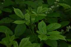 Rubus dasyphyllus