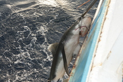 Carcharhinus longimanus