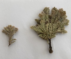 Ellisolandia elongata