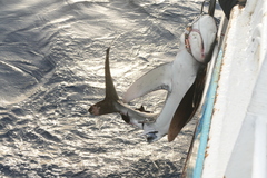 Carcharhinus longimanus
