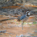 Long-tailed Ground-Roller - Photo (c) Frank Vassen, some rights reserved (CC BY)