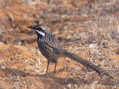 Long-Tailed Ground-Roller photo 2