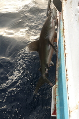 Carcharhinus longimanus