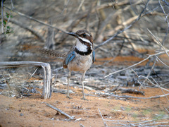 Long-Tailed Ground-Roller photo 3