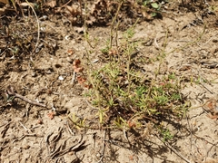 Fumana thymifolia