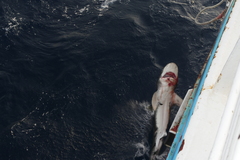 Carcharhinus longimanus