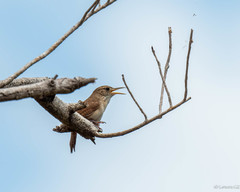 Troglodytes aedon beani