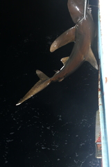 Carcharhinus longimanus