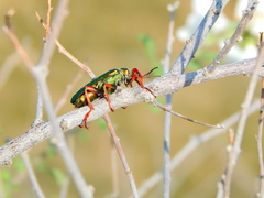 Eupompha fissiceps