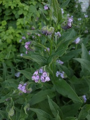 Symphytum asperum