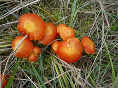 Coccineae