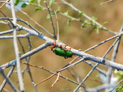 Eupompha fissiceps