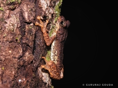 Pedostibes tuberculosus