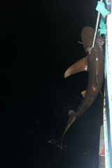 Carcharhinus longimanus