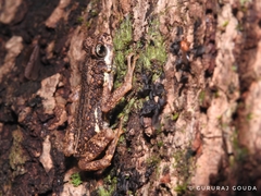 Pedostibes tuberculosus