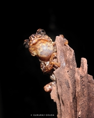 Pedostibes tuberculosus