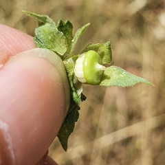 Malva trimestris image