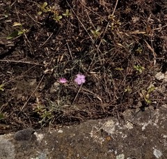 Dianthus hypanicus