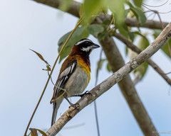 Spindalis zena benedicti