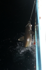 Carcharhinus longimanus