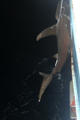 Carcharhinus longimanus