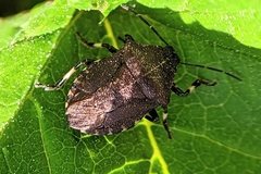 Rhacognathus punctatus