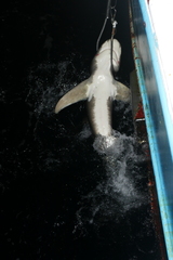 Carcharhinus longimanus