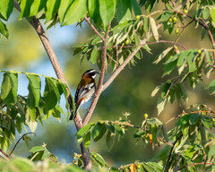 Spindalis zena benedicti