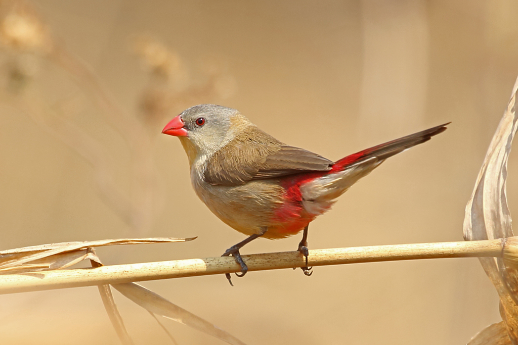 Fawn-breasted Waxbill photo