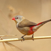 Fawn-breasted Waxbill - Photo (c) Nigel Voaden, some rights reserved (CC BY-SA)