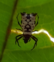 Micrathena saccata
