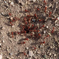 Pogonomyrmex desertorum