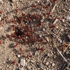 Pogonomyrmex desertorum