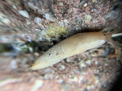 Deroceras reticulatum