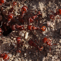 Pogonomyrmex desertorum