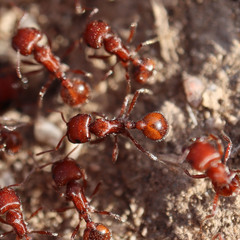 Pogonomyrmex desertorum