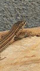 Podarcis liolepis