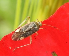 Closterotomus annulus