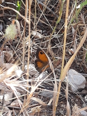 Pyronia cecilia