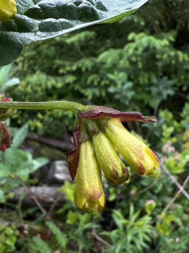 Lonicera involucrata