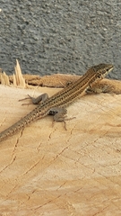 Podarcis liolepis