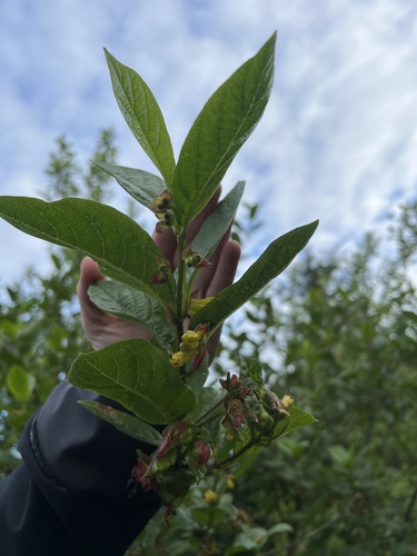 Lonicera involucrata