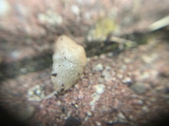 Deroceras reticulatum