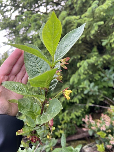 Lonicera involucrata