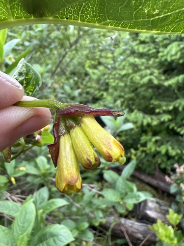 Lonicera involucrata