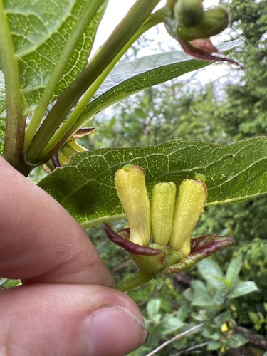 Lonicera involucrata