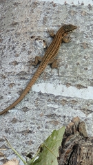 Podarcis liolepis