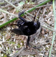 Bombus pauloensis