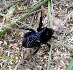 Bombus pauloensis