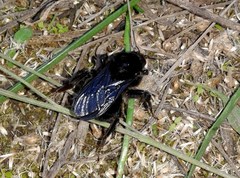 Bombus pauloensis
